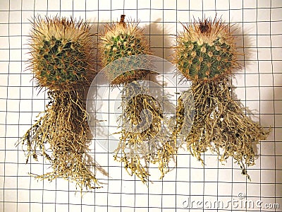 Specimens of Parodia tilcarensis ready for repotting Stock Photo