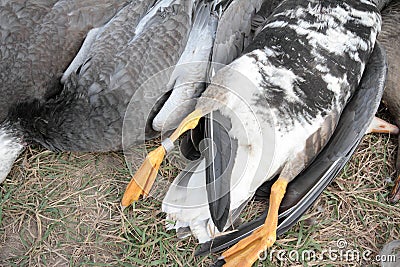 Speckle belly goose with leg band Stock Photo