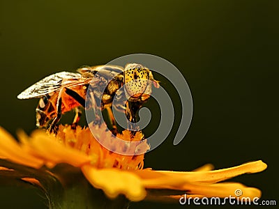 Speckle Eyed Drone Hoverfly on yellow flower Stock Photo