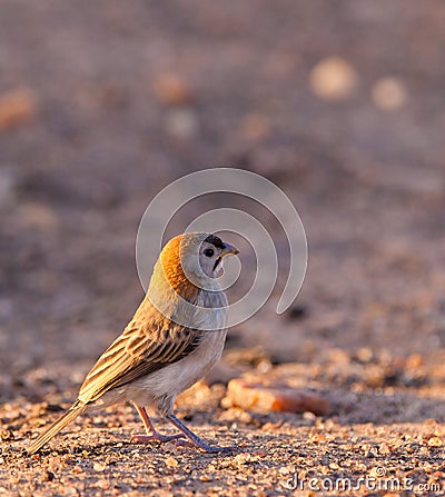 A Speckle-fronted Weaver Stock Photo