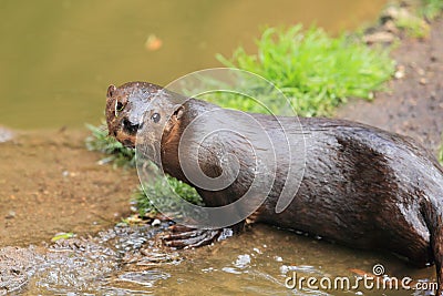 Speckle-throated otter Stock Photo