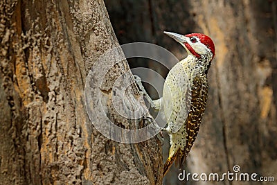 Speckle-throated woodpecker, Campethera scriptoricauda, on tree trunk, nature habitat. Wildlife Botswana, Animal behaviour. Bird i Stock Photo