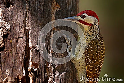 Speckle-throated woodpecker, Campethera scriptoricauda, on tree trunk, nature habitat. Wildlife from Botswana. Bird in the forest. Stock Photo