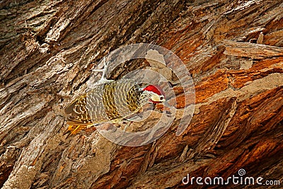 Speckle-throated woodpecker, Campethera scriptoricauda, on tree trunk, nature habitat. Wildlife from Botswana. Bird in the forest. Stock Photo