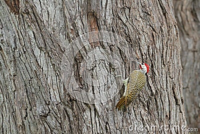 Speckle-throated woodpecker, Campethera scriptoricauda, on tree trunk, nature habitat. Wildlife from Botswana. Bird in the forest. Stock Photo