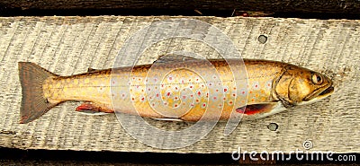 Speckle trout Stock Photo