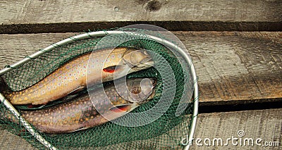 Speckle trouts Stock Photo