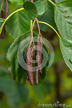 Speckled alders spread their seed through cone-like structures Stock Photo