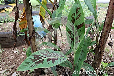 Speckled banana leaves, green leaves with black stripes, strange trees, hard to find, beautiful collection of trees planted Stock Photo