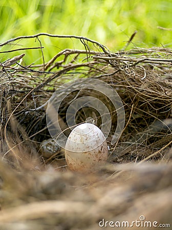 Speckled Bird Egg In Nest Stock Photo