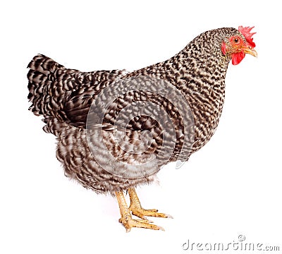Speckled chicken Stock Photo