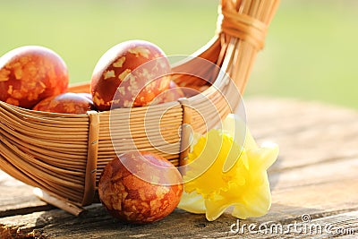 Speckled Easter Eggs and Narcissus Flower Stock Photo