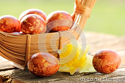 Speckled Easter Eggs and Narcissus Flower Stock Photo