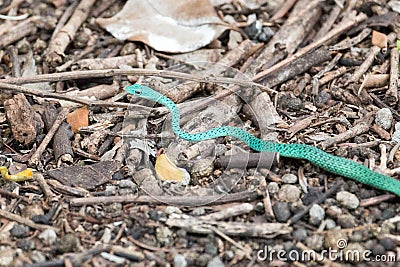 Speckled green snake slithering on ground in zanzibar Stock Photo