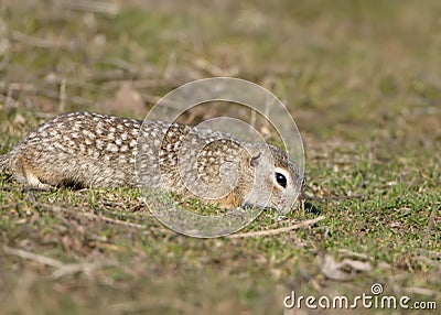 The speckled ground squirrel or spotted souslik Spermophilus suslicus Stock Photo