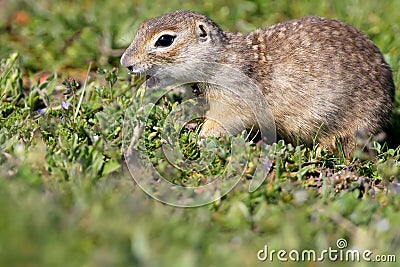 The speckled ground squirrel or spotted souslik Spermophilus suslicus on the ground eating a grass. Stock Photo