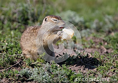 The speckled ground squirrel or spotted souslik Spermophilus suslicus on the ground eating Stock Photo