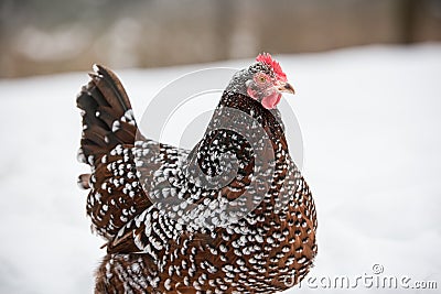 Speckled hen forages in the winter snow Stock Photo