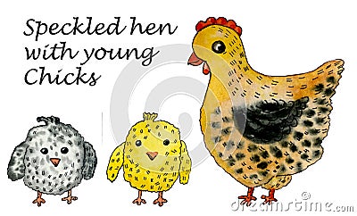 Speckled hen with young chicks. Cute variegated hen. Farm birds. Hand drawn watercolor elements. Stock Photo