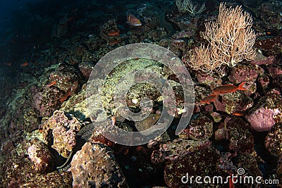 Speckled moray eel, gymnothorax dovii, finespotted moray, moron pitta, Malpelo island Stock Photo