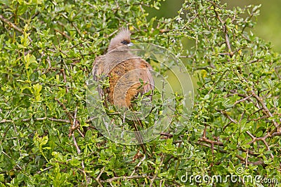 Speckled mousebird (colius striatus) Stock Photo