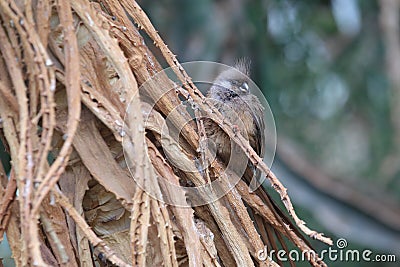 Speckled mousebird Stock Photo