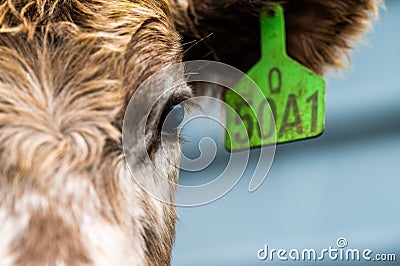 Murray Grey, Angus and cattle grazing on beautiful pasture Editorial Stock Photo