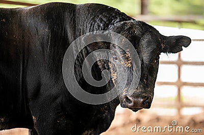 Murray Grey, Angus and cattle grazing on beautiful pasture Stock Photo