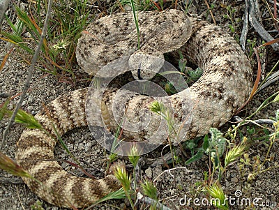 Speckled Rattle Snake Stock Photo