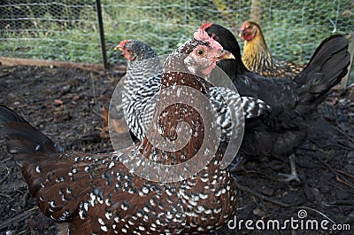 Speckled Sussex Chicken With Other Types in Background Stock Photo