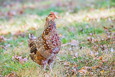 Speckled sussex hen with autumn leaves Stock Photo