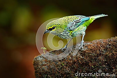 Speckled Tanagers, Tangara guttata, sitting on the brown stone. Tropic bird in the nature habitat. Wildlife in Costa Rica. Yellow Stock Photo