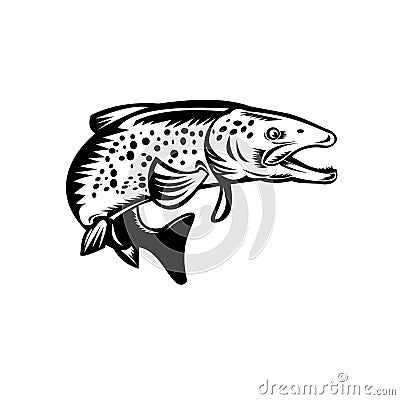 Speckled Trout Fish Jumping Woodcut Retro Black and White Vector Illustration