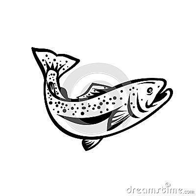 Speckled Trout Spotted Seatrout or Cynoscion Nebulosus Jumping Up Retro Black and White Vector Illustration