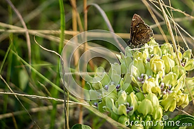 A Speckled Wood Butterfly in Lake Texoma, Texas Stock Photo