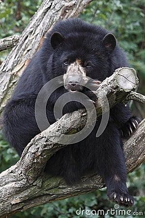 Spectacled bear Stock Photo