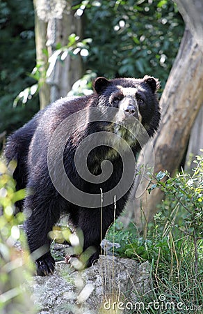 Spectacled Bear Stock Photo