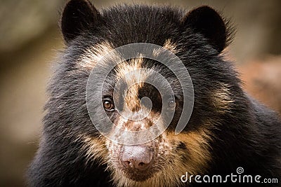 Spectacled Bear Editorial Stock Photo