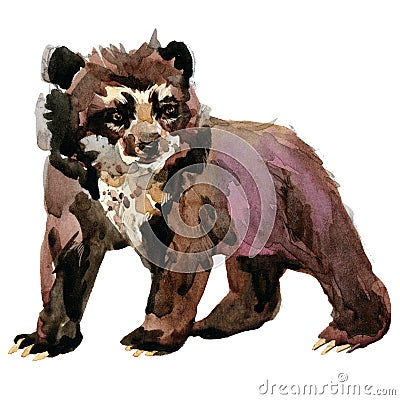 Spectacled Bear watercolor illustration isolated on white Cartoon Illustration