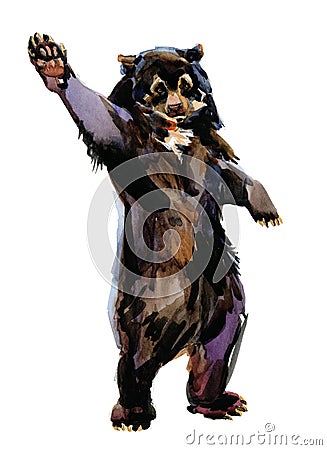 Spectacled Bear watercolor illustration isolated on white Cartoon Illustration