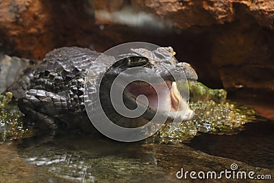 Spectacled caiman Stock Photo