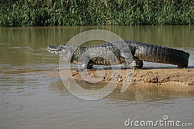 Spectacled caiman, Caiman crocodilus Stock Photo