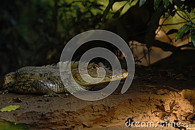 Spectacled Caiman - Caiman crocodilus lying on river bank in Cano Negro, Costa Rica, big reptile in awamp, close-up crocodille por Stock Photo