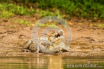 Spectacled Caiman - Caiman crocodilus lying on river bank in Cano Negro, Costa Rica, big reptile in awamp, close-up crocodille Stock Photo
