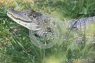 Spectacled caiman Stock Photo