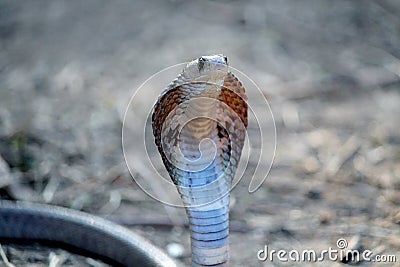 Indian cobra venom snake wallpaper Stock Photo