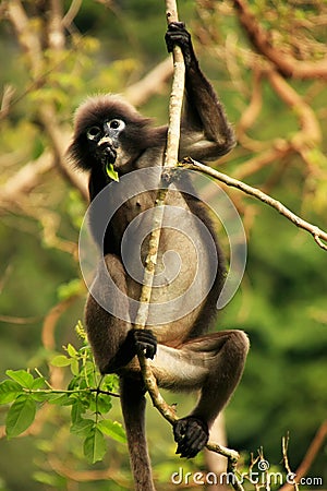 Spectacled langur sitting in a tree, Ang Thong National Marine P Stock Photo