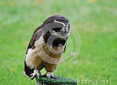 Spectacled Owl Stock Photo