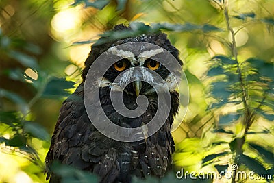 Spectacled Owl - Pulsatrix perspicillata large tropical owl native to the neotropics, breeder in forests Stock Photo