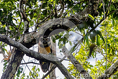 Wildlife: At Dusk, a Spectacled Owl readies for the hunt in the Northern Jungles of Guatemala Stock Photo